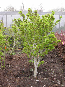 tree-planting-season-3
