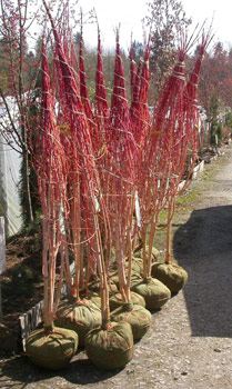 tree-planting-season-4