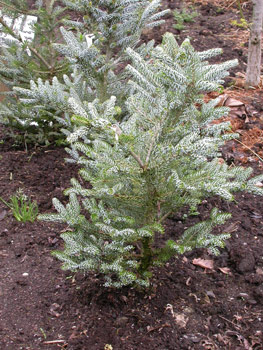 tree-planting-season-5